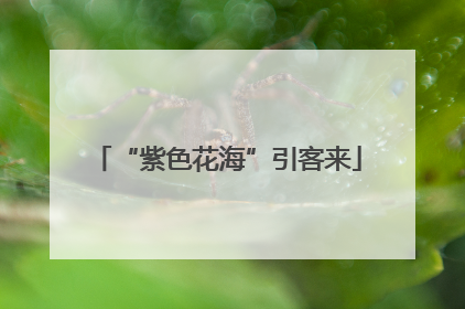 “紫色花海”引客来