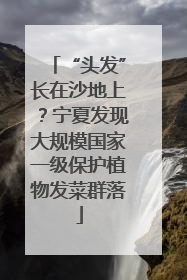 “头发”长在沙地上？宁夏发现大规模国家一级保护植物发菜群落
