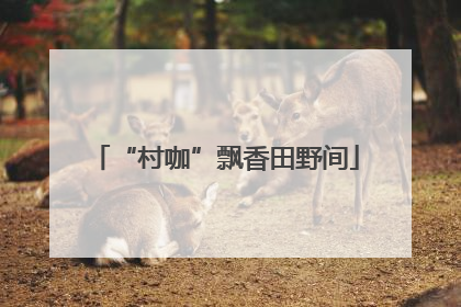 “村咖”飘香田野间