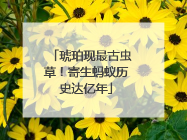琥珀现最古虫草！寄生蚂蚁历史达亿年