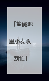 盐碱地里小麦收割忙
