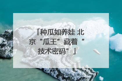 种瓜如养娃 北京“瓜王”藏着“技术密码”
