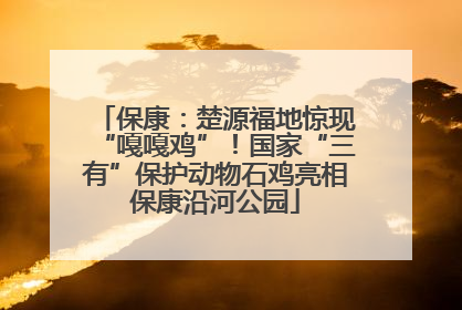 保康：楚源福地惊现“嘎嘎鸡”！国家“三有”保护动物石鸡亮相保康沿河公园