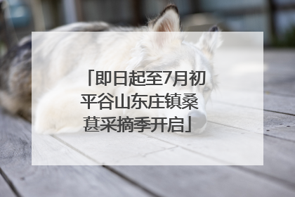 即日起至7月初 平谷山东庄镇桑葚采摘季开启