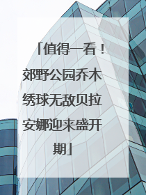 值得一看！郊野公园乔木绣球无敌贝拉安娜迎来盛开期