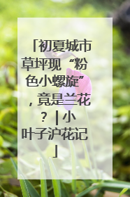 初夏城市草坪现“粉色小螺旋”，竟是兰花？ | 小叶子沪花记