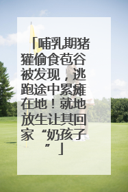 哺乳期猪獾偷食苞谷被发现，逃跑途中累瘫在地！就地放生让其回家“奶孩子”