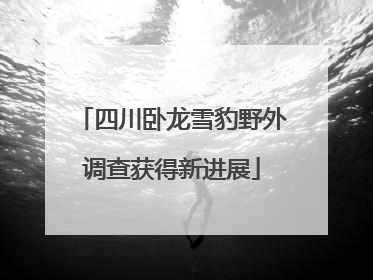 四川卧龙雪豹野外调查获得新进展