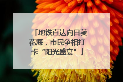 地铁直达向日葵花海，市民争相打卡“阳光盛宴”