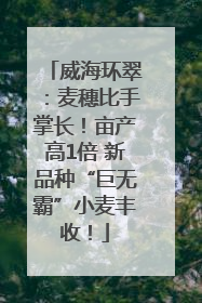 威海环翠：麦穗比手掌长！亩产高1倍 新品种“巨无霸”小麦丰收！