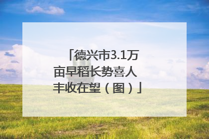 德兴市3.1万亩早稻长势喜人 丰收在望（图）