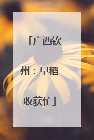 广西钦州：早稻收获忙