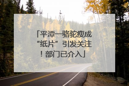 平潭一骆驼瘦成“纸片”引发关注！部门已介入