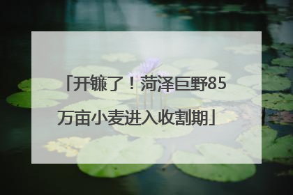 开镰了！菏泽巨野85万亩小麦进入收割期