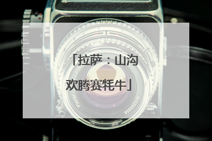 拉萨：山沟欢腾赛牦牛