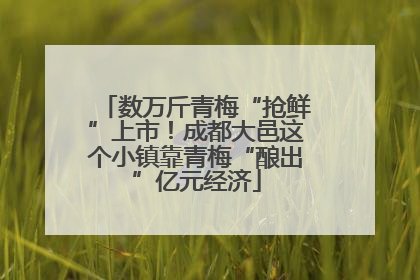 数万斤青梅“抢鲜”上市！成都大邑这个小镇靠青梅“酿出”亿元经济