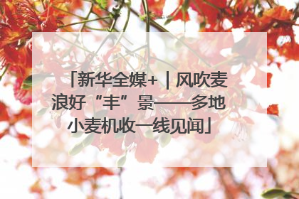 新华全媒+｜风吹麦浪好“丰”景——多地小麦机收一线见闻