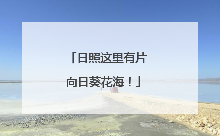 日照这里有片向日葵花海！