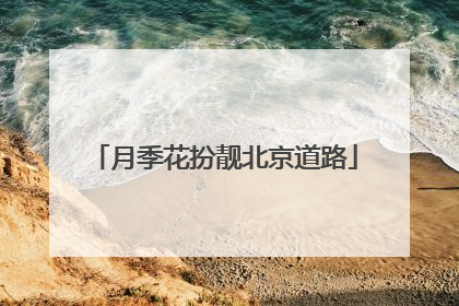 月季花扮靓北京道路