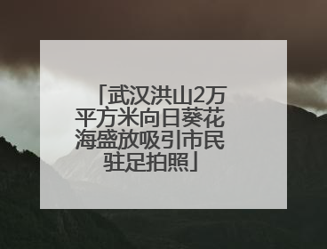 武汉洪山2万平方米向日葵花海盛放吸引市民驻足拍照
