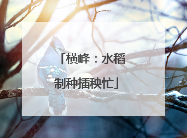 横峰：水稻制种插秧忙