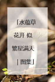 水蕴草花开 似繁星满天｜图集