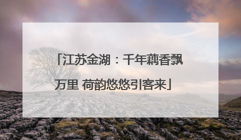 江苏金湖：千年藕香飘万里 荷韵悠悠引客来