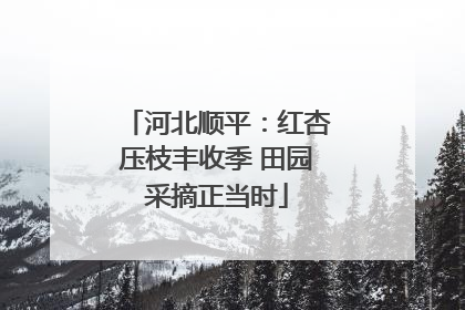 河北顺平：红杏压枝丰收季 田园采摘正当时