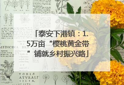 泰安下港镇：1.5万亩“樱桃黄金带”铺就乡村振兴路