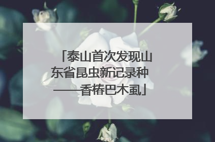 泰山首次发现山东省昆虫新记录种——香椿巴木虱