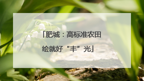 肥城：高标准农田绘就好“丰”光