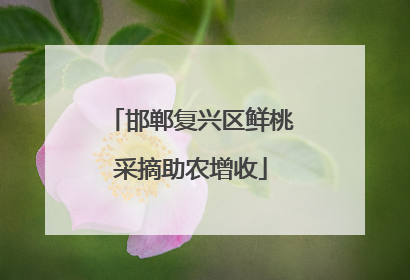 邯郸复兴区鲜桃采摘助农增收
