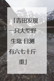 青田发现一只大型野生鼋 目测有六七十斤重