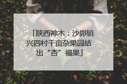 陕西神木：沙峁镇兴四村千亩杂果园结出“杏”福果