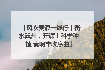 风吹麦浪一线行｜衡水冀州：开镰！科学种植 奏响丰收序曲